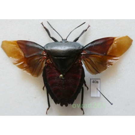 Euthenestes robustus 75mm Indonesia, Java40a